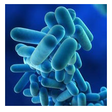 legionella